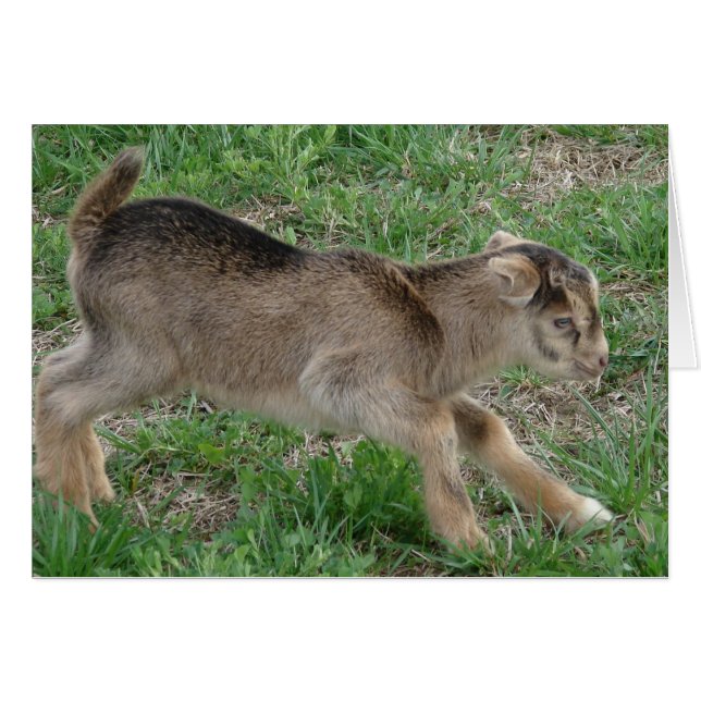 Thunder at One-Day-Old (Front Horizontal)