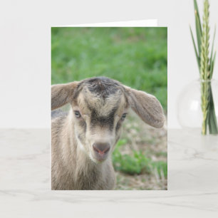 Thunder at One-Day-Old Card