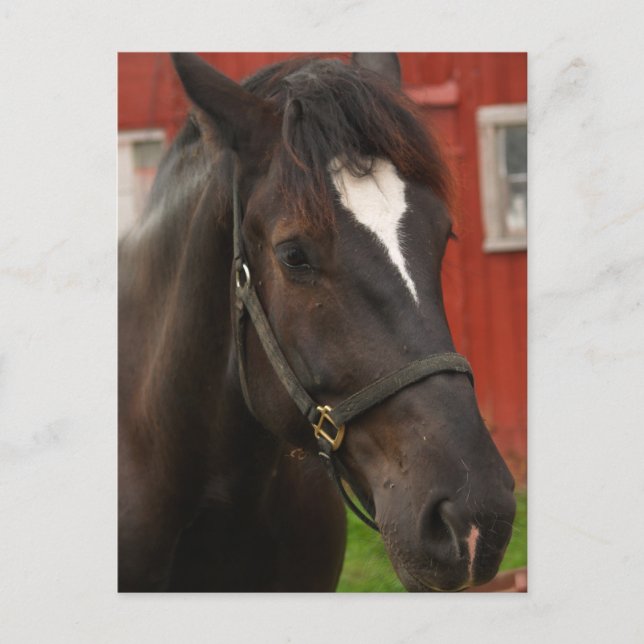 Thunder Horse Postcard (Front)