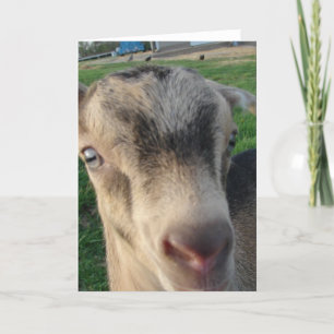 Thunder the Goat Card