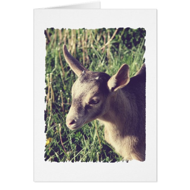 Thunder Vintage (Front)