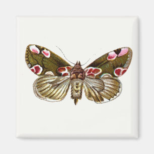 Thyatira batis - The Peach Blossom Moth Magnet