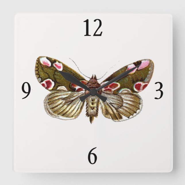 Thyatira batis - The Peach Blossom Moth Square Wall Clock (Front)