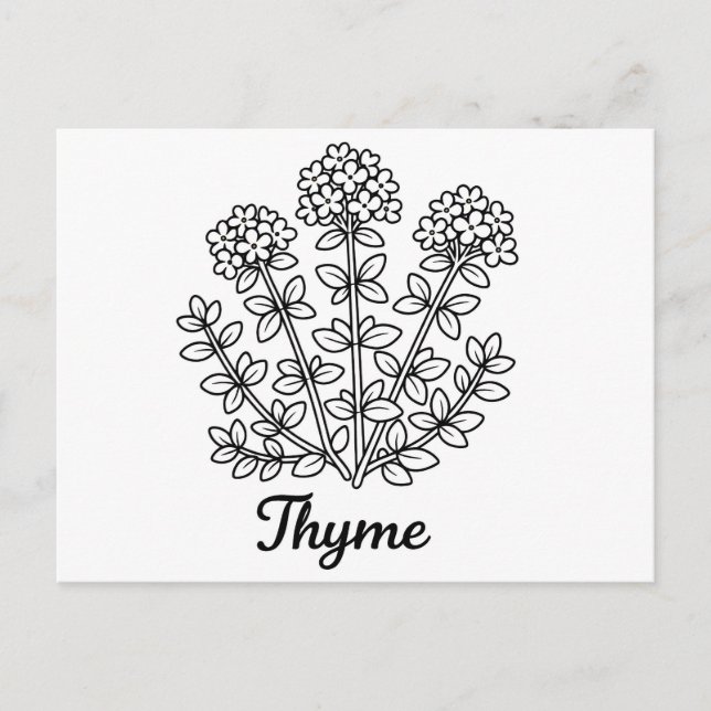 Thyme Herb Black and White Botanical Illustration  Postcard (Front)