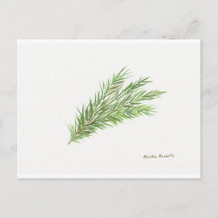 Thyme herb botanical plant watercolor Kitchen Postcard