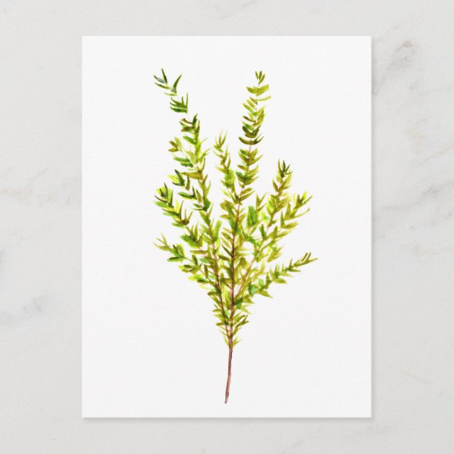 Thyme herbs Botanical herb Postcard (Front)
