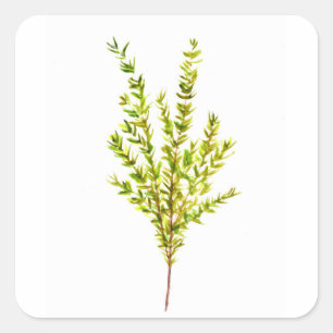 Thyme herbs Botanical herb Square Sticker