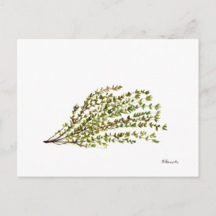 Thyme herbs kitchen art watercolour painting postcard