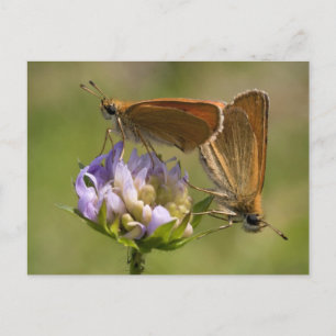 Thymelicus lineola postcard