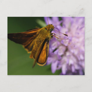 Thymelicus lineola postcard