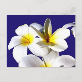 ti plant flowers yellow white blue back.jpg postcard