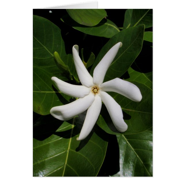 Tiare Tahiti (Front)