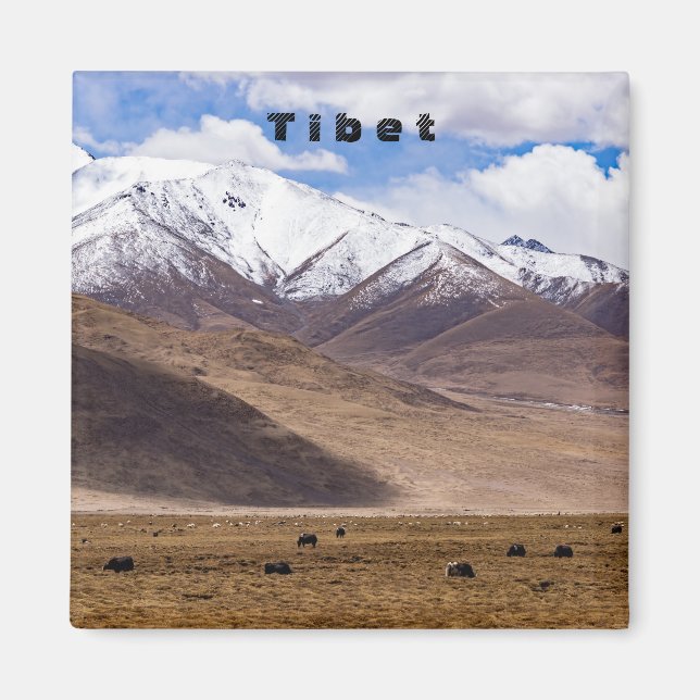 Tibet - Mountain landscape with yaks Magnet (Front)