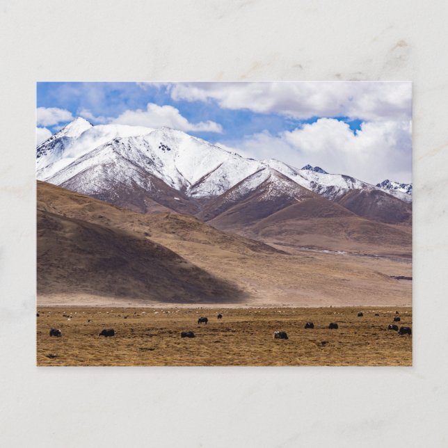 Tibet - Mountain landscape with yaks Postcard (Front)