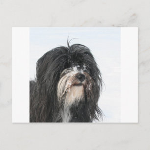 Tibet_Terrier Postcard