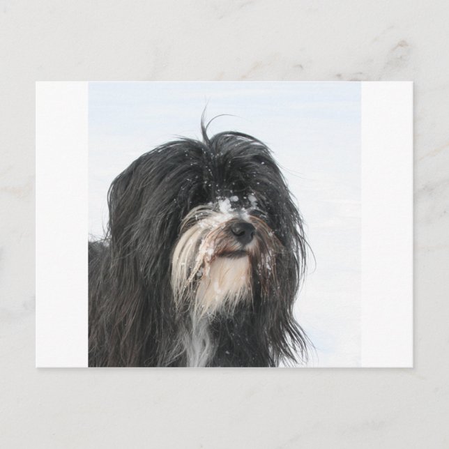 Tibet_Terrier Postcard (Front)