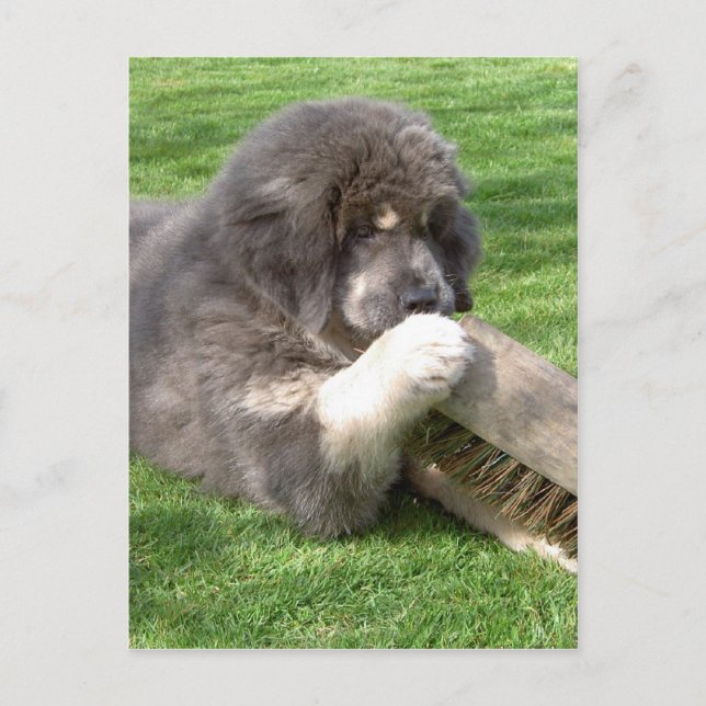 Tibetan Mastiff Jampo with broom Postcard (Front)