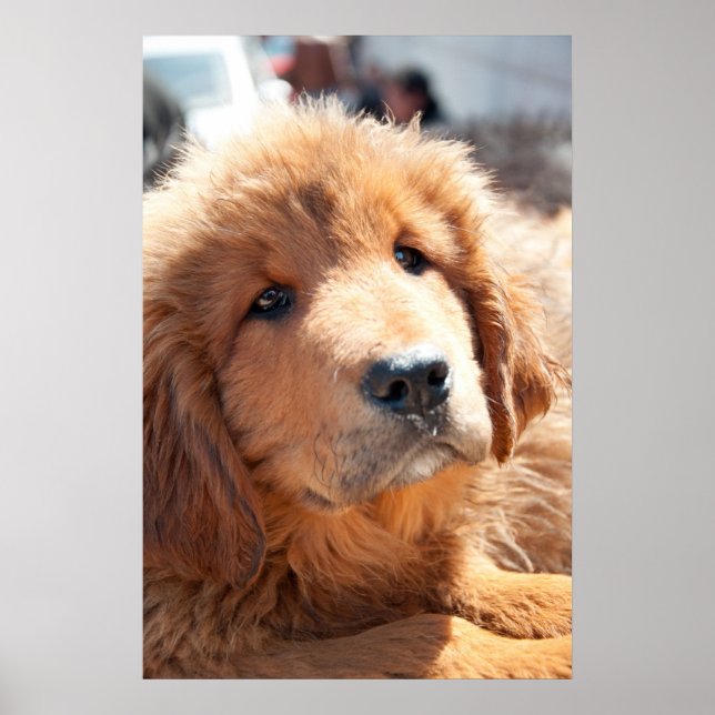 Tibetan Mastiff pup Poster (Front)