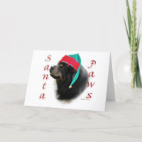 Tibetan Mastiff Santa Paws