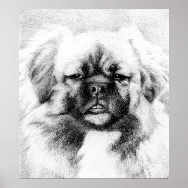 Tibetan Spaniel Dog Potrait Poster (Front)