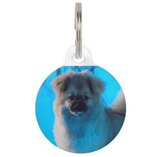 Tibetan Spaniel Dogs. Pet Tag