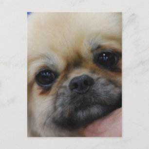 Tibetan Spaniel Puppy Postcard