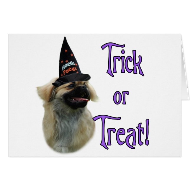 Tibetan Spaniel Trick (Front Horizontal)