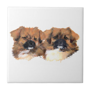 Tibetan Spaniels Head Study Tile