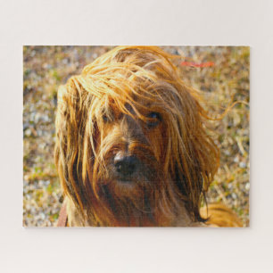 Tibetan Terrier Dog Jigsaws. Jigsaw Puzzle