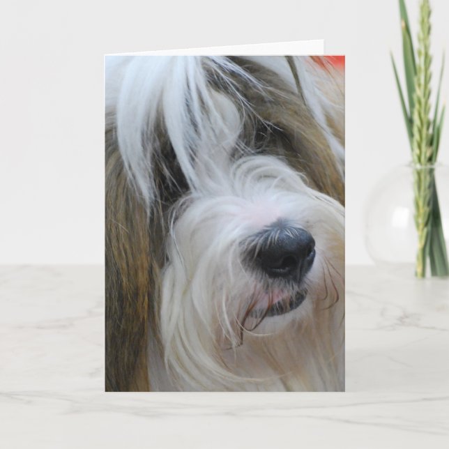 Tibetan Terrier Greeting Cards (Front)