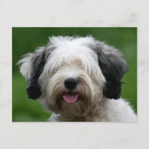 tibetan terrier postcard