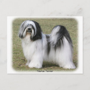Tibetan Terrier Postcard