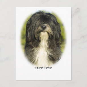 Tibetan Terrier Postcard