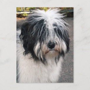 Tibetan Terrier Postcard