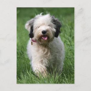 tibetan terrier pup postcard