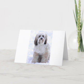 Tibetan Terrier Sable and White Card