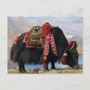 Tibetan Yak Postcard