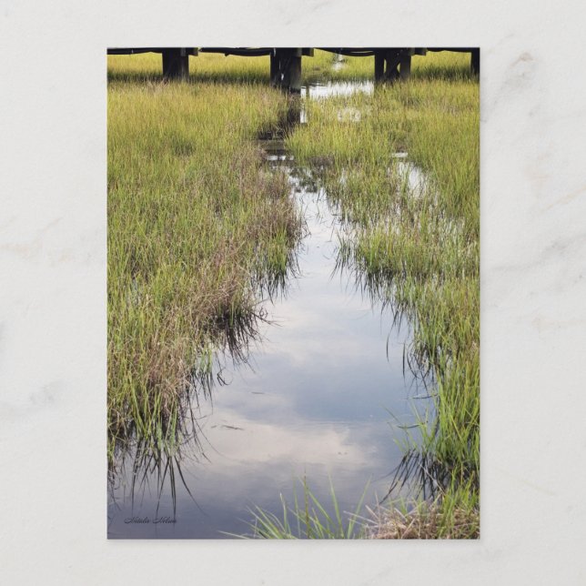 Tidal Creek Postcard (Front)