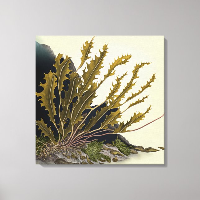 Tidal Fronds Canvas Print (Front)