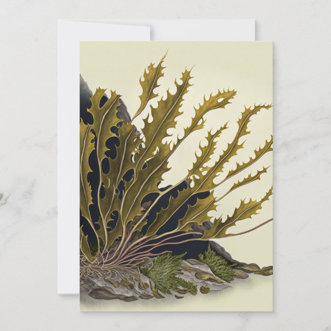 Tidal Fronds Holiday Card (Front)