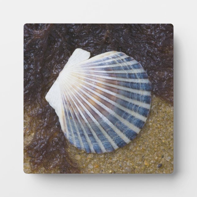Tidal Pool Plaque (Front)