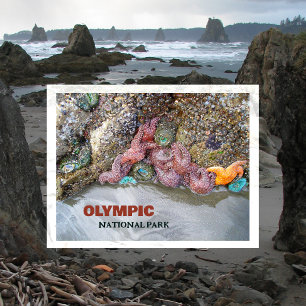 Tidal Pool, Ruby Beach, Olympic National Park Postcard