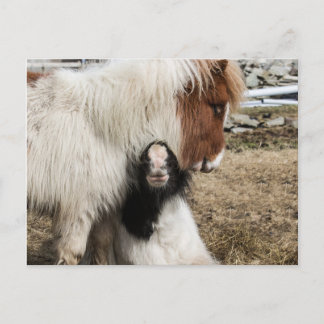 TIddles and Storm plain postcard