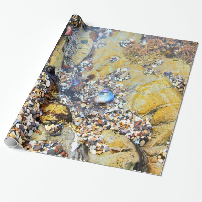 Tide Pool Wrapping Paper (Unrolled)