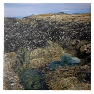 Tide Pools at Bob Creek, OR Tile