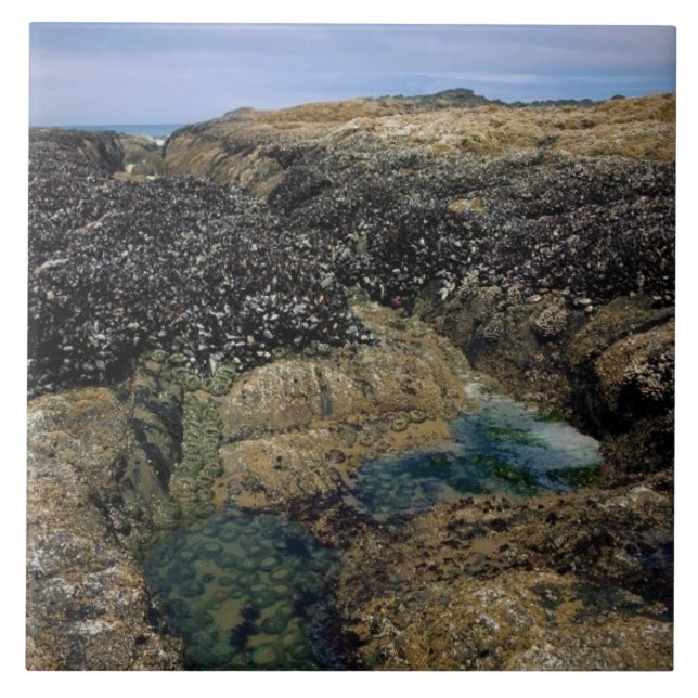 Tide Pools at Bob Creek, OR Tile (Front)
