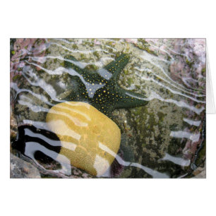 Tidepool