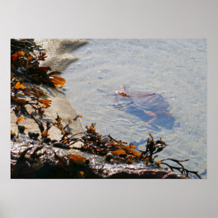 Tidepool at Sand Beach Poster