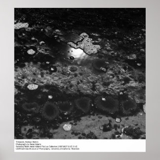 Tidepools, Bodega Station by Ansel Adams Poster
