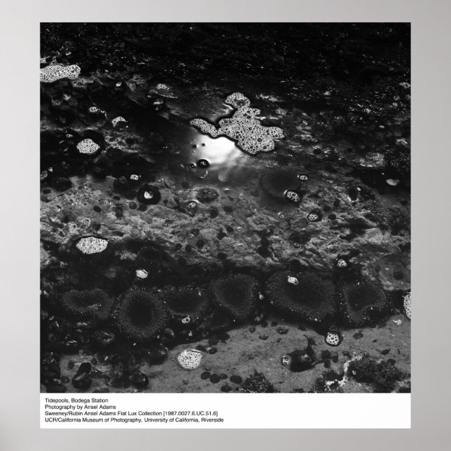 Tidepools, Bodega Station by Ansel Adams Poster (Front)